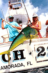 Dolphin Bonefish