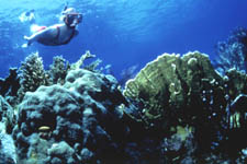 ohn Pennekamp Coral Reef State Park