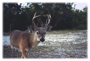 Close up Deer